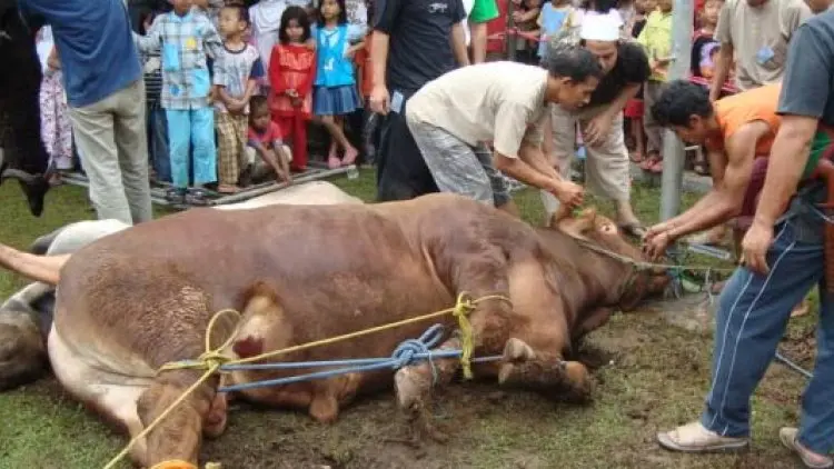 Ingatlah Niat Sebelum Tunaikan Kurban!