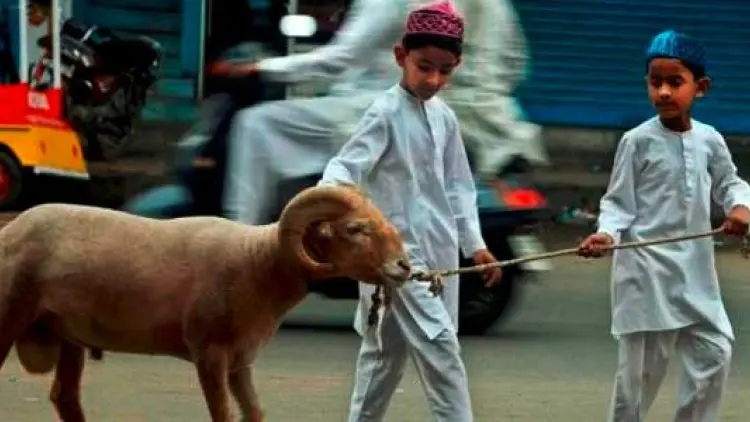 Kambingmu hanya Kambing Biasa Bukan Kambing Kurban