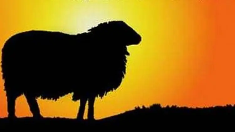 Lebih Utama Kurban Sapi Patungan, Kambing Sendiri