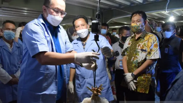 Peternakan Modern IPB University Panen 42.700 Ekor Ayam