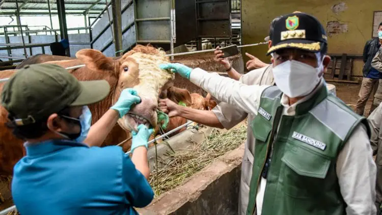 Bupati Dadang Supriatna Minta Kurban Dilakukan di RPH