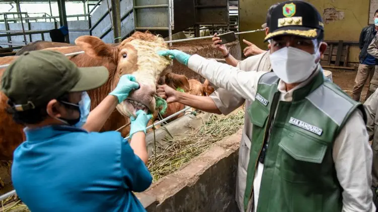 Bupati Bandung Dadang Supriatna Minta, Kurban Dilakukan Di RPH