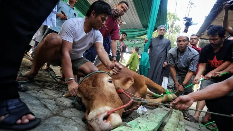 Hukum Kurban dengan Daging Kalengan