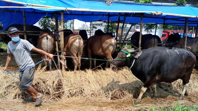 Pemotongan di RPH Kota Bogor Melonjak 200 Persen