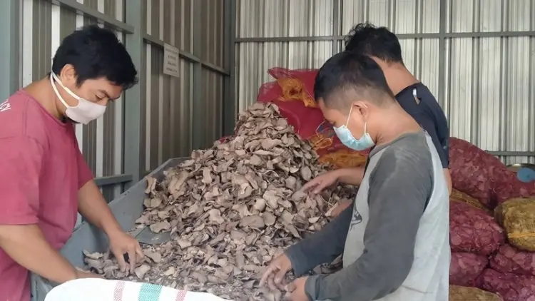 Porang, Tanaman Liar yang Bernilai Ekonomi Tinggi