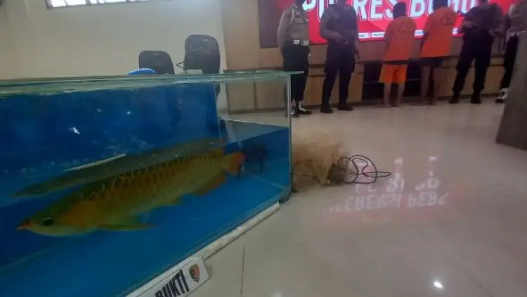 Komplotan Pencurian Ikan Arwana Super Red Terungkap,  Pelakunya Orang Dekat