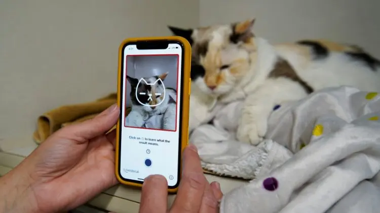 Apakah kucing Anda bahagia? Cek lewat aplikasi ini