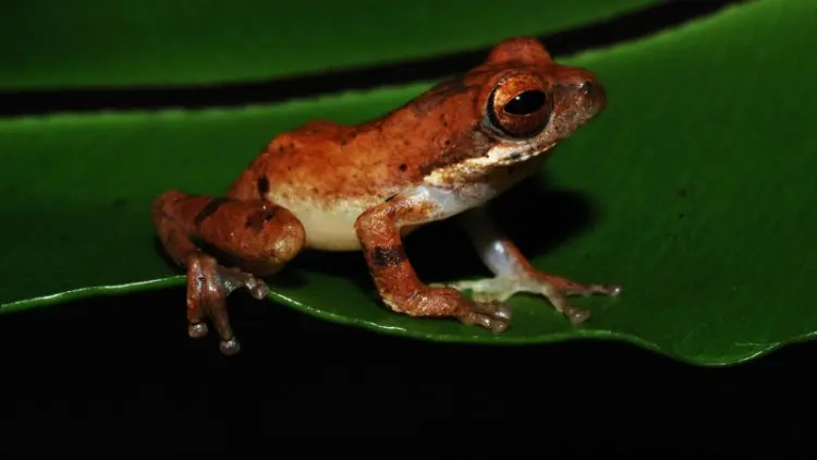 LIPI: Spesies Baru Katak-Pucat Pantai Selatan Ditemukan di Hutan Garut