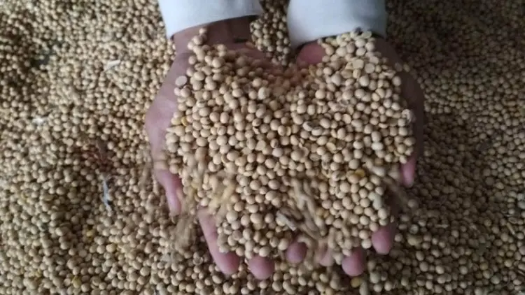 Peneliti: Upaya Peningkatan Produksi Kedelai Perlu Konsistensi