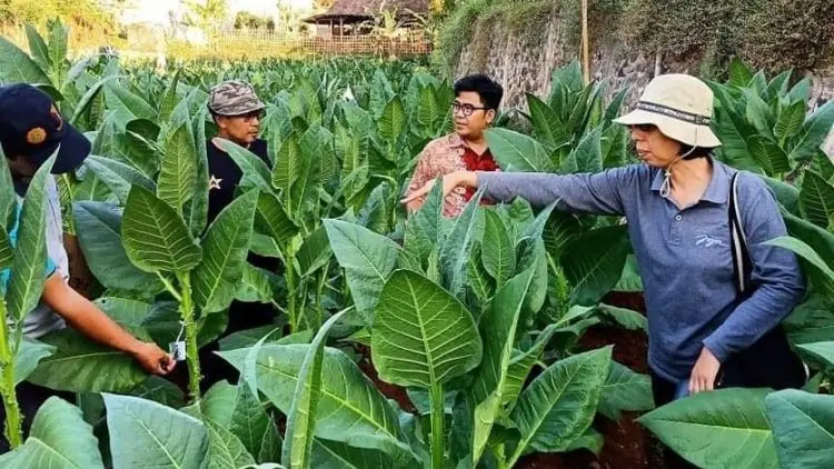 Program Peningkatan DBHCHT Tak Hanya untuk Petani Tembakau