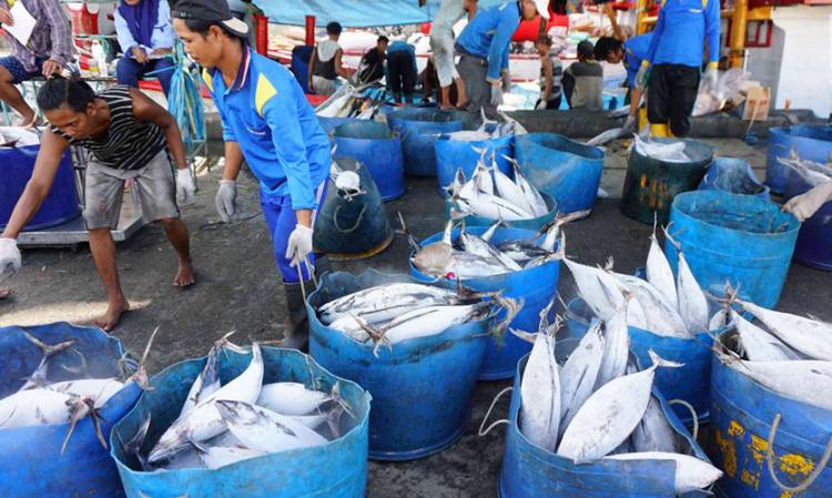 Wilayah Indonesia Timur Diharapkan Aktif Ekspor Ikan ke Jepang