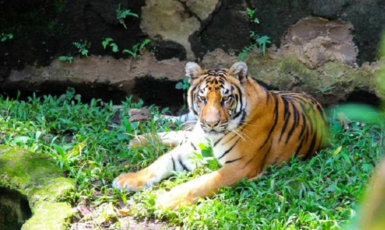 Libur Maulid Nabi, Bandung Zoo Diserbu 4.000 Pengunjung