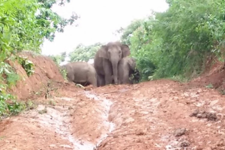 Ini Panggilan Unik Warga Pemerihan Saat Giring Kawanan Gajah Ke Hutan