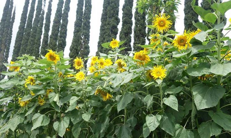 Bunga Matahari, Pokok Kemakmuran Spesies