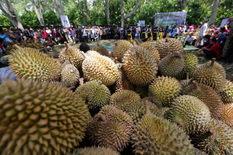 Cuma Mitos Durian Mengandung Kolesterol Tinggi