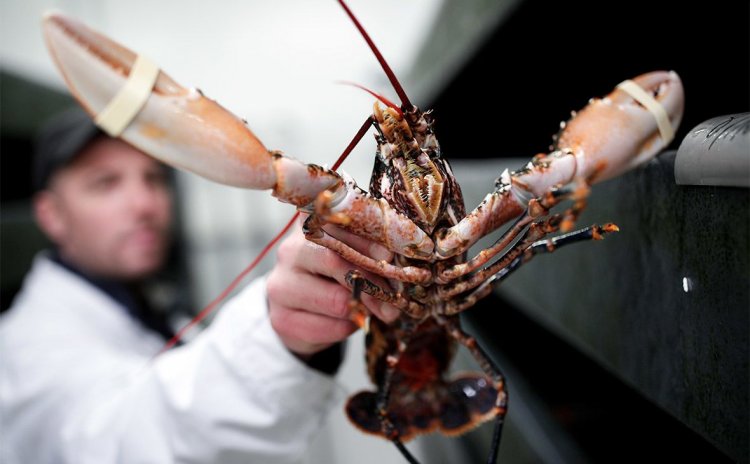 Pemerintah Gagalkan Penyelundupan Lobster Ilegal Senilai Rp37 Miliar