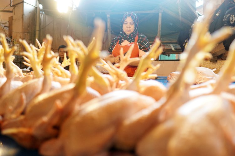 Di Kampung Halaman Jokowi, Daging Ayam Mahal Banget