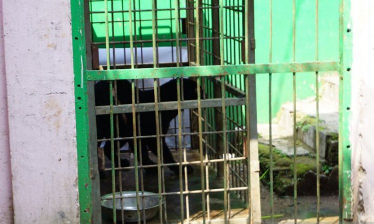 Macan Tutul Masuk Permukiman Akan Dipindahkan dari Bandung ke Sukabumi