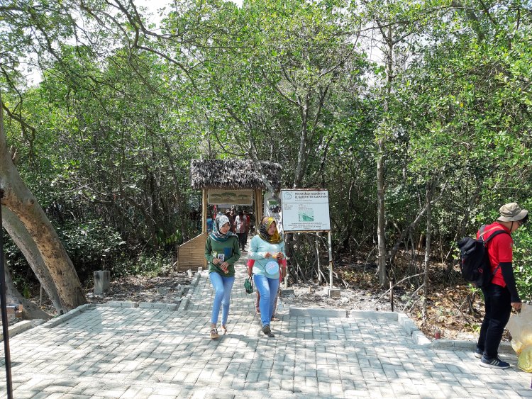 Bupati Cellica Lirik Potensi Wisata di Kawasan Hutan Mangrove