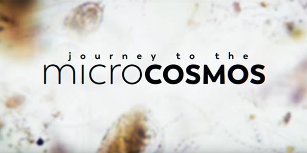 Seri Video tentang Beragam Kehidupan Mikroskopik