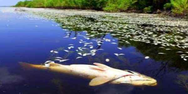 Bolehkah Makan Ikan Mati Terapung atau Terdampar?