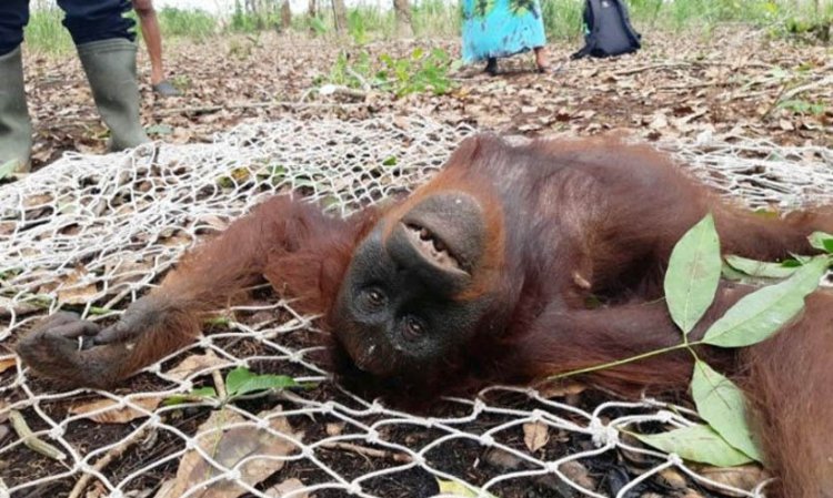 BKSDA Selamatkan Tiga Ekor Orangutan di Kotim dalam Sehari