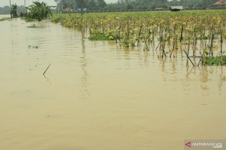 Banjir di Karawang Merendam Areal Persawahan