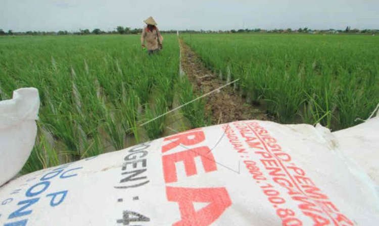 Dinas Pertanian Cirebon: Kebutuhan Pupuk Subsidi Membengkak