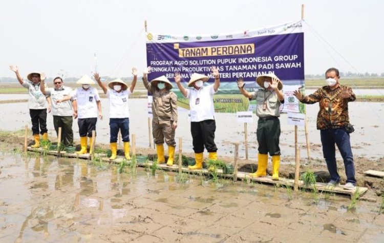 Petani Binaan Agrosolution Pupuk Kujang Tanam Padi Perdana Bersama Wamentan