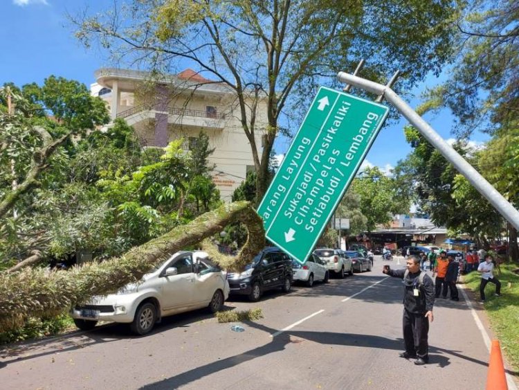 Angin Kencang, Pohon Tumbang Timpa Lima Unit Mobil di Jalan Bungur