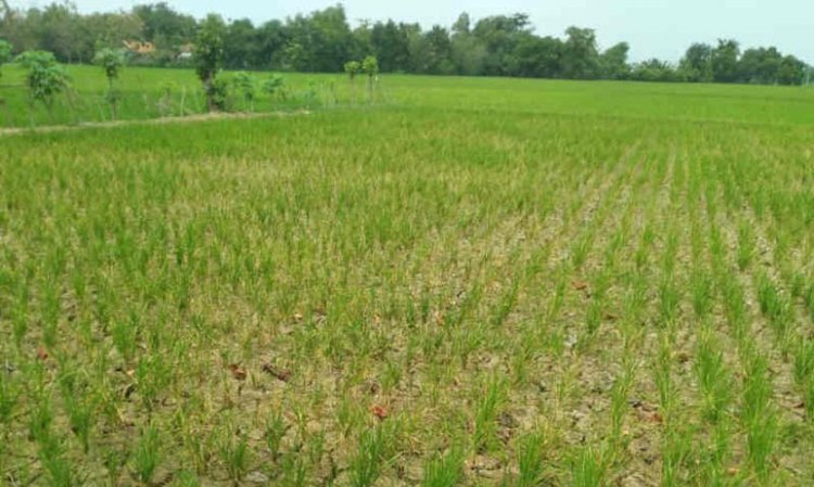 Pemkab Indramayu Normalisasi Irigasi Selamatkan Tanaman padi Petani