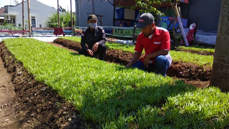 KTD Muara Farm Ubah Lahan Pembuangan Puing Jadi Lahan Pertanian