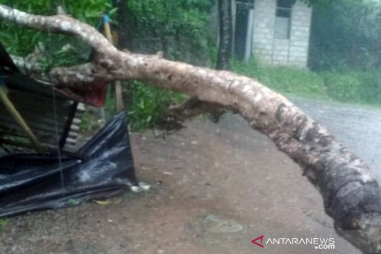 Hujan Deras Sebabkan Listrik Padam Akibat Pohon Tumbang di Ambon