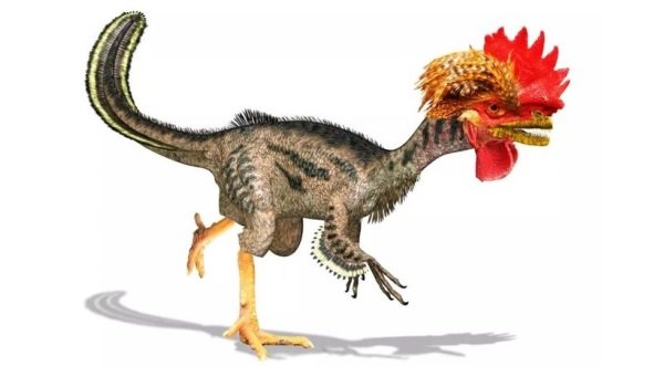 Rekayasa Genetik Ayam Kembali Berwujud Dinosaurus