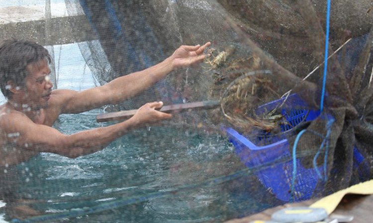 Pengamat: Regulasi Baru Terkait Lobster Sejalan Prinsip Berkelanjutan