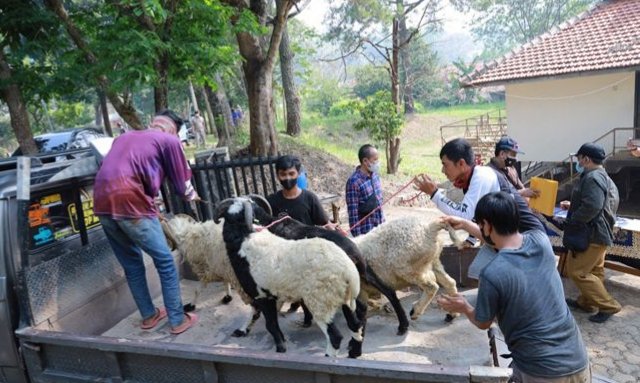Idul Adha, Unpad Sebar Daging dari 90 Ekor Domba pada Masyarakat Sekitar Kampus