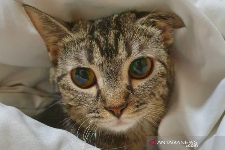 Hari Kucing Sedunia, Sudah Tahu Fakta-fakta Unik Soal Kucing Berikut Ini?